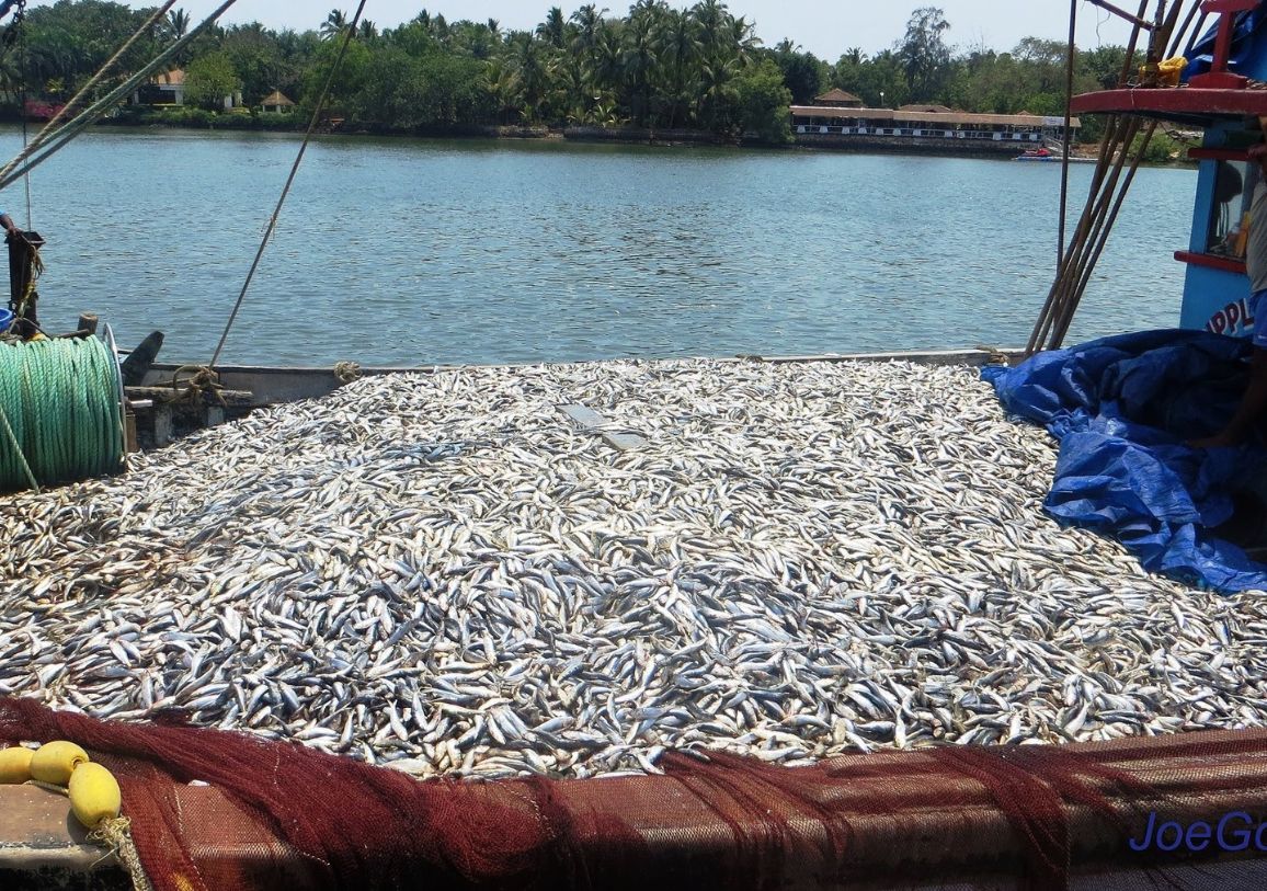 prevention-of-post-harvest-fish-loss